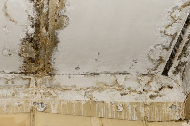 Why You Should Choose Our Mold Remediation Services in Farmington, AR